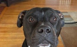 Find a Fur Baby: Meet Bubba!