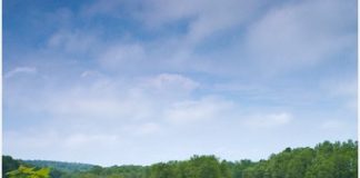 HKHS Students Join Invasive Vine Removal Project at Haddam Meadows