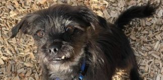 Find a Fur Baby: Oscar Says Hello!