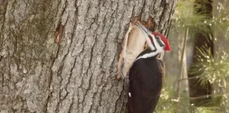 Pileated Woodpecker Spotted in Higganum