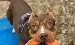 Find a Fur Baby: Buttercup!