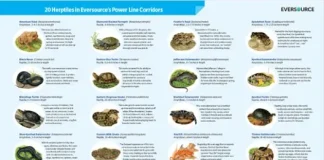 Eversource Offers Guide to Reptiles and Amphibians Living in Power Line Corridors
