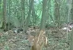 A Filley Road Fawn and a Bobcat in Haddam
