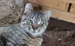 Find a Fur Baby: It’s RV Time!