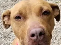 Find a Fur Baby: Meet Betty!