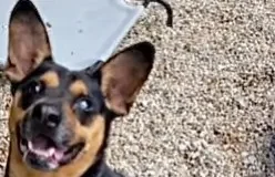 Find a Fur Baby: Say Hello to Demon!