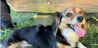 Find a Fur Baby: Luna Deluna!