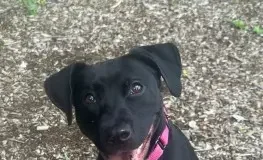 Find a Fur Baby: Just Penelope