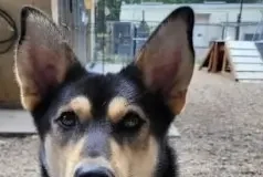 Find a Fur Baby: Howie Says Hello!