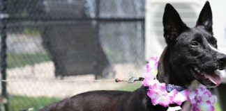 Find a Fur Baby: Kiki is Your Girl of the Week!