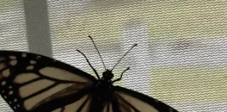 The Rarest of Butterflies