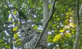 A Barred Owl in Killingworth