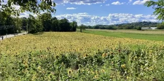 A Field of Flowers in North Branford