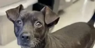 Find a Fur Baby: This is Walter!