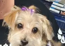 Find a Fur Baby: Missy is Here!