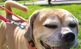 Find a Fur Baby: Charles in Charge!