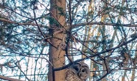 A Barred Owl in Killingworth