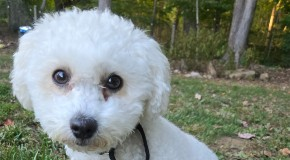 Find a Fur Baby (Or Two): Daisy and Lilly, A Sister Act