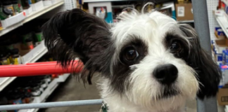 Find a Fur Baby: Our Boy, Panda!