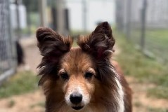 Find a Fur Baby (Or Two): Meet Jack and Jill