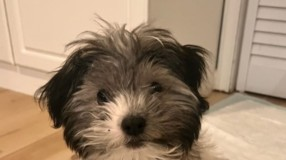 Find a Fur Baby: Welcome, Mickey!