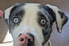 Find a Fur Baby: Hello, Blue Eyes!