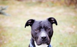 Find a Fur Baby: Hello, Sonny!