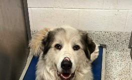 Find a Fur Baby: Meet Glacier!