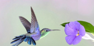 Haddam Garden Club Hosts Program in Hummingbirds February 11th
