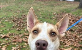 Find a Fur Baby: Meet Jett!