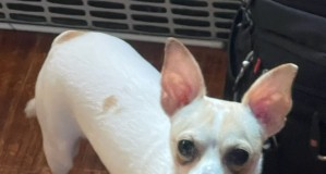 Find a Fur Baby: Say Hola to Alejandro!