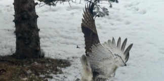 Hawk vs. Squirrel in Higganum