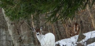 A Rare Sight on Saybrook Road