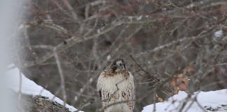 A Hawk in Tylerville