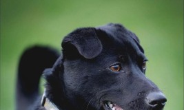 Find a Fur Baby: Just Milo