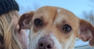 Find a Fur Baby: Frankie Boy!