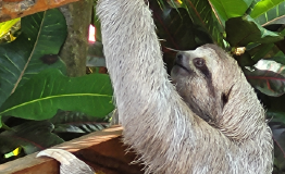 Haddam Garden Club: Among the Monkeys