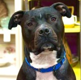 Find a Fur Baby: Sonny’s Looking for a Home