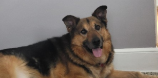 Find a Fur Baby: Say Hello to Lazlo!