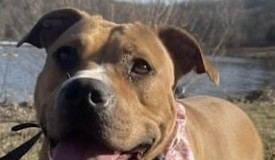 Find a Fur Baby: Meet Miss Oona!