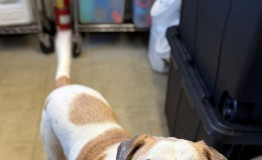 Find a Fur Baby: Mr. Elmer Here!