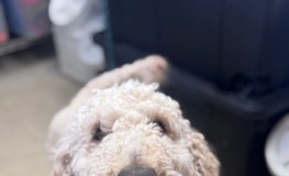Find a Fur Baby: Duck, Duck, Goose?