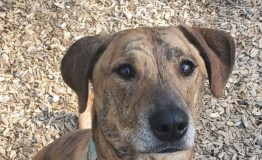 Find a Fur Baby: Introducing Brin!