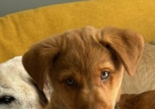 Find a Fur Baby: Gomer Pyle Here!