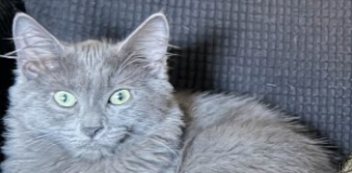 Find a Fur Baby: Kona and Tobias Need You!