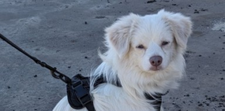 Find a Fur Fur Baby: Say Hello to Snowball!