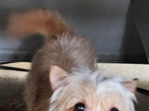 Find a Fur Baby: Charlie Chaplin!