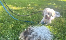 Find a Fur Baby: Say Hello to Teddie and Marty!