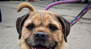 Find a Fur Baby: Say Hello to Fritz!