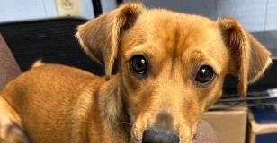 Find a Fur Baby: Sir Dustin Here!